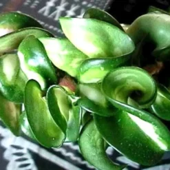 Outlet Buds Grow Store -Outlet Buds Grow Store 1067310834198 hoyavar1good 36608.1598895938