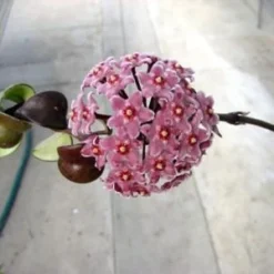 Variegated Hindu Rope Plant - EXOTIC - Hoya - 4" Pot 6 Variegated Hindu Rope Plant - EXOTIC - Hoya - 4" Pot -Outlet Buds Grow Store 1132873964030 hinduropeflower 03199.1598895939