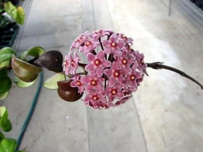 Variegated Hindu Rope Plant - EXOTIC - Hoya - 4" Pot 3 Variegated Hindu Rope Plant - EXOTIC - Hoya - 4" Pot - Image 3