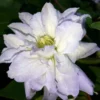 Diamond Ball Clematis - 4" Pot - Proven Winners