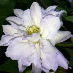 Diamond Ball Clematis - 4" Pot - Proven Winners