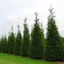Green Giant Arborvitae - 4" Pot - Thuja