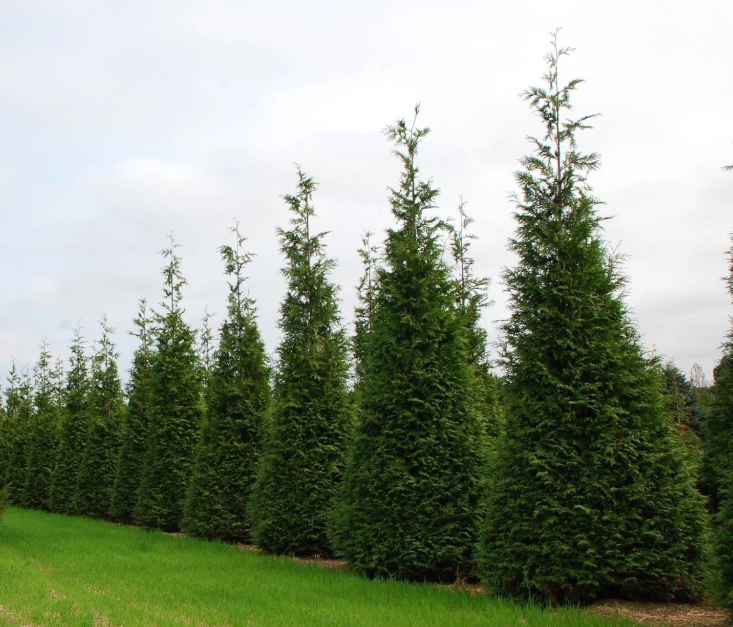 Green Giant Arborvitae - 4" Pot - Thuja 1 Green Giant Arborvitae - 4" Pot - Thuja