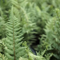 Ghost Hardy Perennial Fern - Athyrium Filix - Gallon Pot