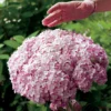 Incrediball® Blush Hydrangea Perennial - Huge Flowers - 4" Pot - Proven Winners