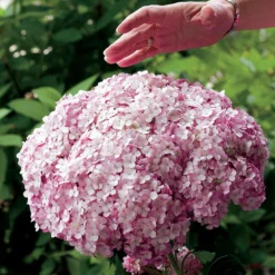 Incrediball® Blush Hydrangea Perennial - Huge Flowers - 4" Pot - Proven Winners