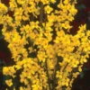 Show Off® - Forsythia X 'Mindor' PP19,321 - Proven Winners - 4" Pot