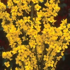 Show Off® - Forsythia X 'Mindor' PP19,321 - Proven Winners - 4" Pot