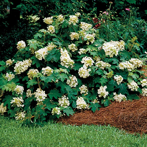 Pee Wee Oakleaf Hydrangea Perennial - Dwarf White - 4" Pot 2 Pee Wee Oakleaf Hydrangea Perennial - Dwarf White - 4" Pot - Image 2