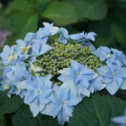Tuff Stuff™ Ah-Ha Mountain Hydrangea Bush - Rebloomer - 4" Pot - Proven Winners -Outlet Buds Grow Store 567 2167 thumb 51531.1615344663