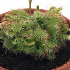 Spoonleaf Carnivorous Sundew Plant -Drosera Spathulata-2" Pot-Collector's Series -Outlet Buds Grow Store 617qric9rdl 22599.1645195060