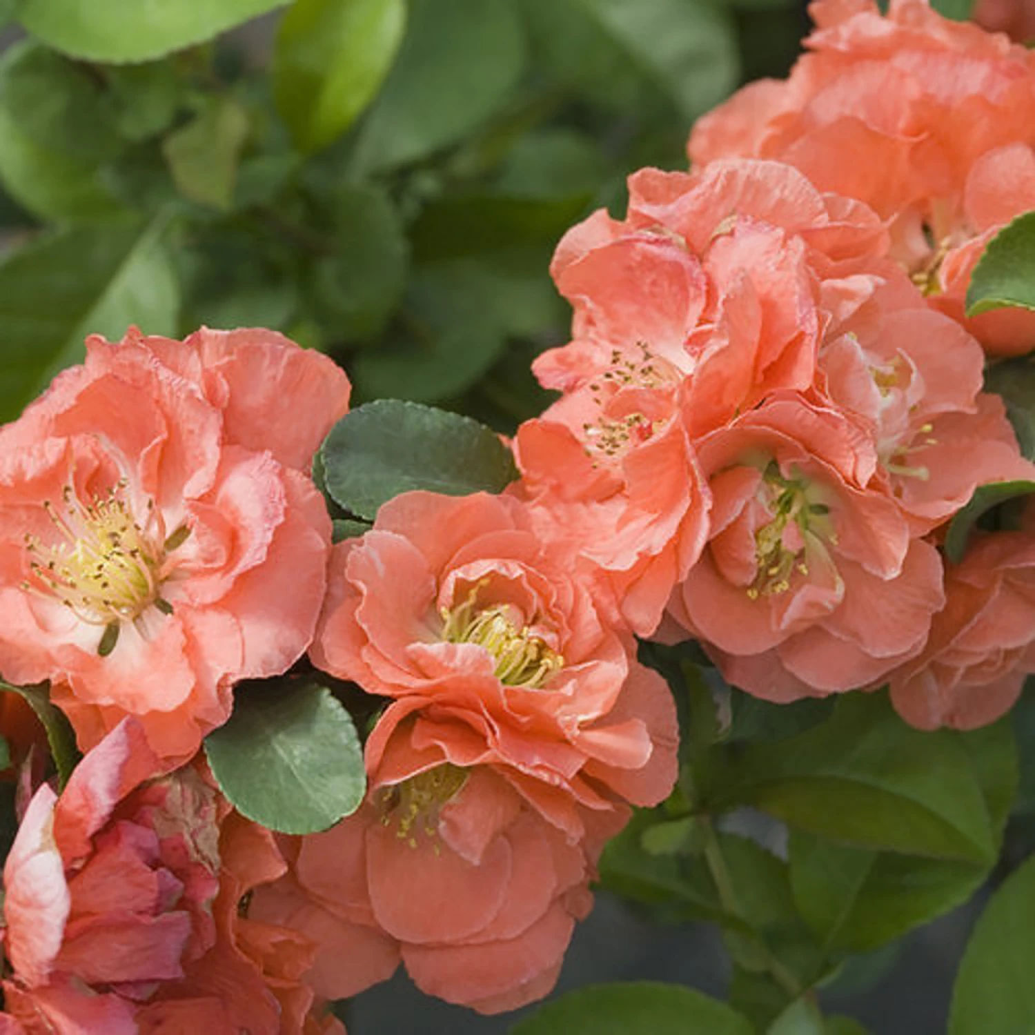 Double Take™ Chaenomeles Peach - 4" Pot - Flowering Quince - Proven Winners 1 Double Take™ Chaenomeles Peach - 4" Pot - Flowering Quince - Proven Winners