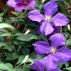 Jackmani Clematis Vine - Velvety-Purple - 2.5" Pot -Outlet Buds Grow Store 61p2bvyfccol 33384.1615344793