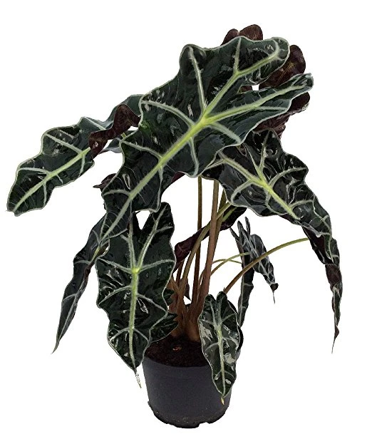 Amazon Black Shield Plant - Alocasia Polly - Houseplant - 6" Pot 2 Amazon Black Shield Plant - Alocasia Polly - Houseplant - 6" Pot - Image 2