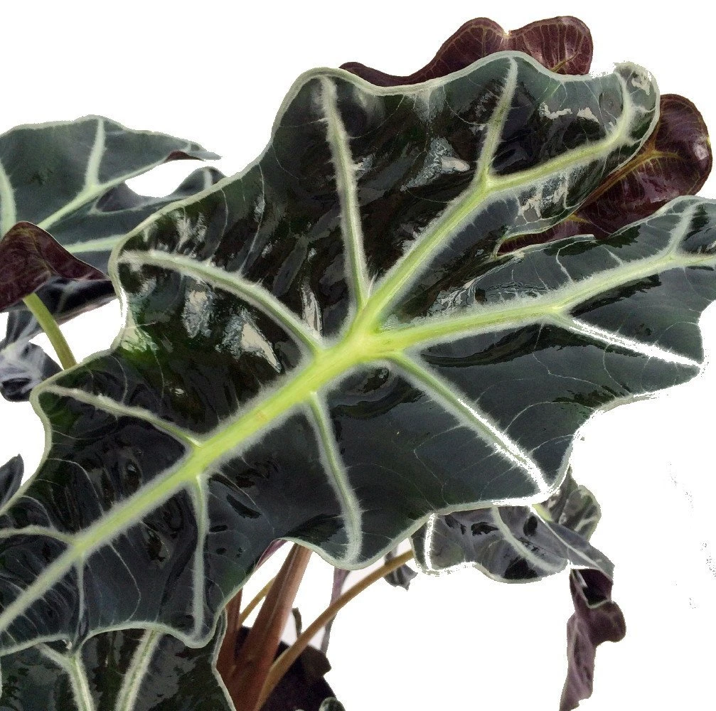 Amazon Black Shield Plant - Alocasia Polly - Houseplant - 6" Pot 1 Amazon Black Shield Plant - Alocasia Polly - Houseplant - 6" Pot