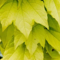 Fenway Park Golden Boston Ivy Plant - Parthenocissus - 2.5" Pot -Outlet Buds Grow Store 71no9chqycl. sl1024 61151.1615344783