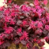 JAZZ HANDS® Pink Chinese Fringe Flower - 4" Pot - Loropetalum