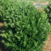 Shamrock Inkberry Holly - 4" Pot - Ilex Glabra
