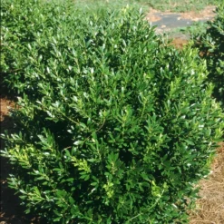 Shamrock Inkberry Holly - 4" Pot - Ilex Glabra