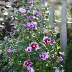Purple Pillar® Hibiscus - 4" Pot - Rose Of Sharon - Proven Winners