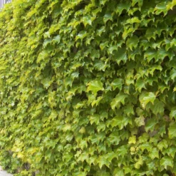 Fenway Park Golden Boston Ivy Plant - Parthenocissus - 2.5" Pot