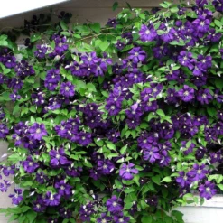Jackmani Superba Clematis Vine - 2.5" Pot