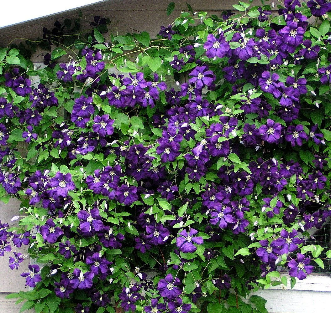 Jackmani Superba Clematis Vine - 2.5" Pot 1 Jackmani Superba Clematis Vine - 2.5" Pot