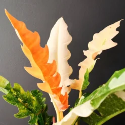 Rarest In The World! Ring Of Fire Philodendron - 4" Pot -Outlet Buds Grow Store 9268bea7a4c9881513640a3da91b95d0 07653.1682435310