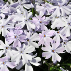 Emerald Blue Phlox Perennial - Potted - Live Plant - Quart Pot