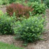 LOW SCAPE HEDGER® Chokeberry - 4" Pot - Aronia - Proven Winners