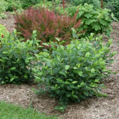 LOW SCAPE HEDGER® Chokeberry - 4" Pot - Aronia - Proven Winners