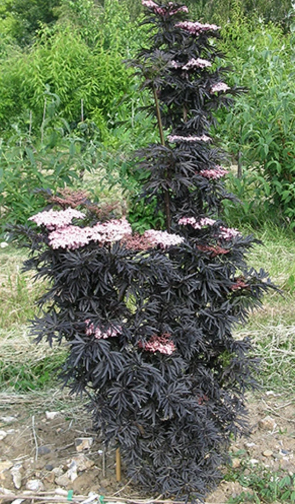 Laced Up® Elderberry - 4" Pot - Sambucus - Proven Winners 2 Laced Up® Elderberry - 4" Pot - Sambucus - Proven Winners - Image 2
