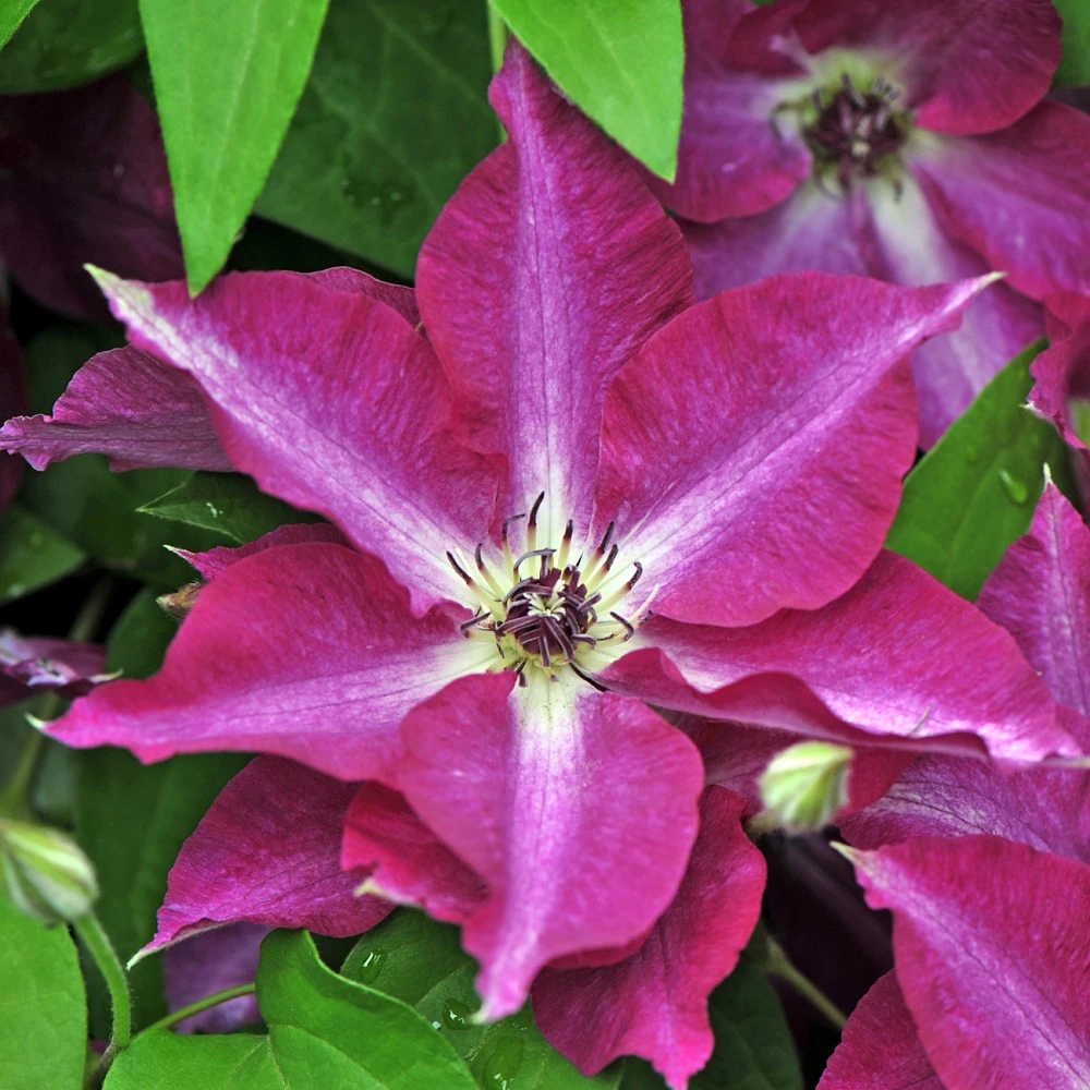 Viva Polonia Clematis - 4" Pot - Proven Winners 1 Viva Polonia Clematis - 4" Pot - Proven Winners