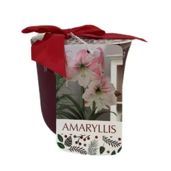 Apple Blossom Bourdeux Ceramic Amaryllis Kit - Bulb/Planting Medium/Soil