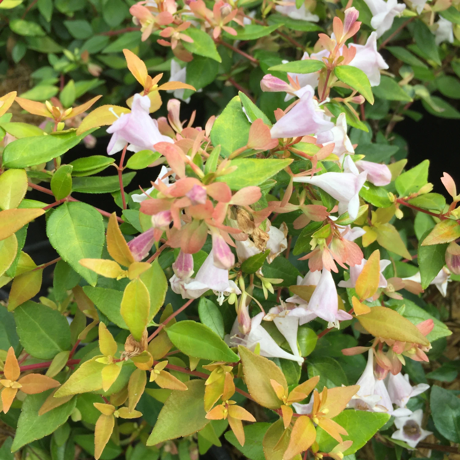 FUNSHINE® Abelia - 4" Pot - Proven Winners 1 FUNSHINE® Abelia - 4" Pot - Proven Winners