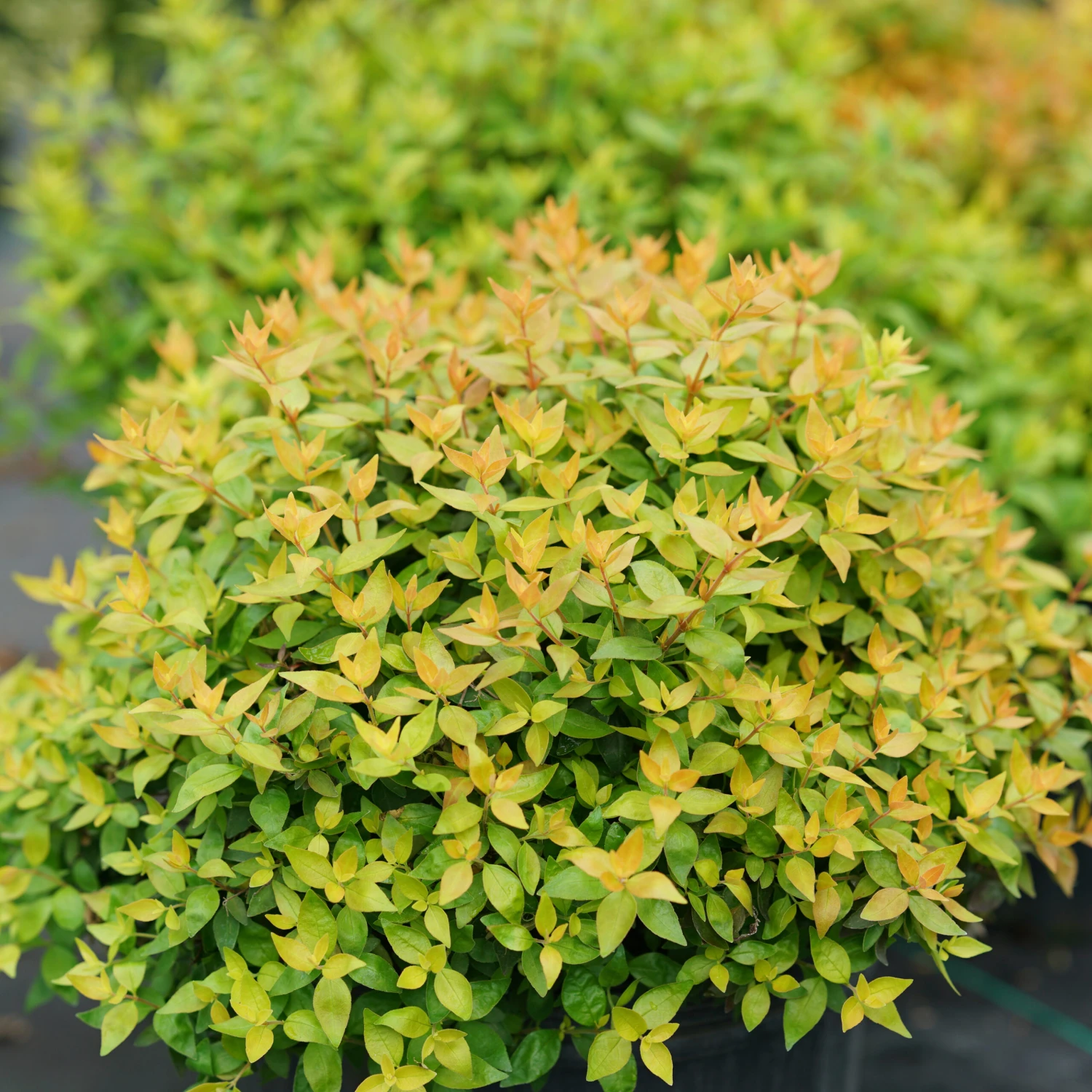 FUNSHINE® Abelia - 4" Pot - Proven Winners 2 FUNSHINE® Abelia - 4" Pot - Proven Winners - Image 2