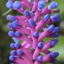 Matchstick Vase Plant - Aechmea Gamosepala - Bromeliad - 4" Pot