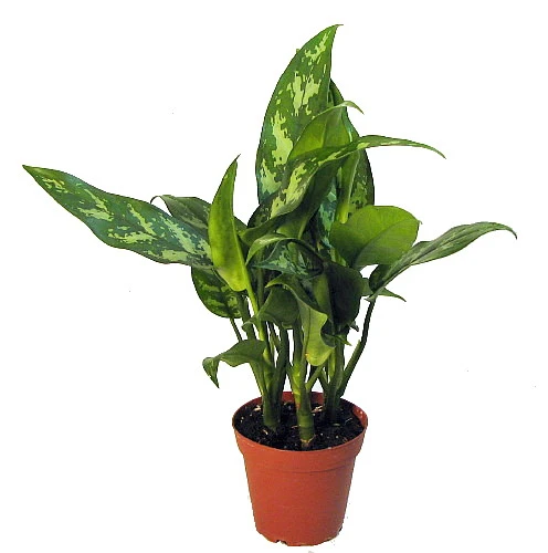Maria Chinese Evergreen Plant - Aglaonema - Low Light - 4" Pot 1 Maria Chinese Evergreen Plant - Aglaonema - Low Light - 4" Pot