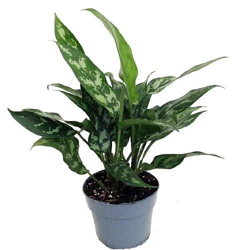 Maria Chinese Evergreen Plant - Aglaonema - Low Light - 6" Pot 1 Maria Chinese Evergreen Plant - Aglaonema - Low Light - 6" Pot
