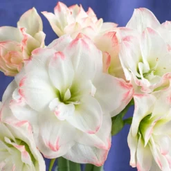 Candy Amadeus Double Amaryllis-Double Flower - 34/36cm Bulb -Immediate Shipping