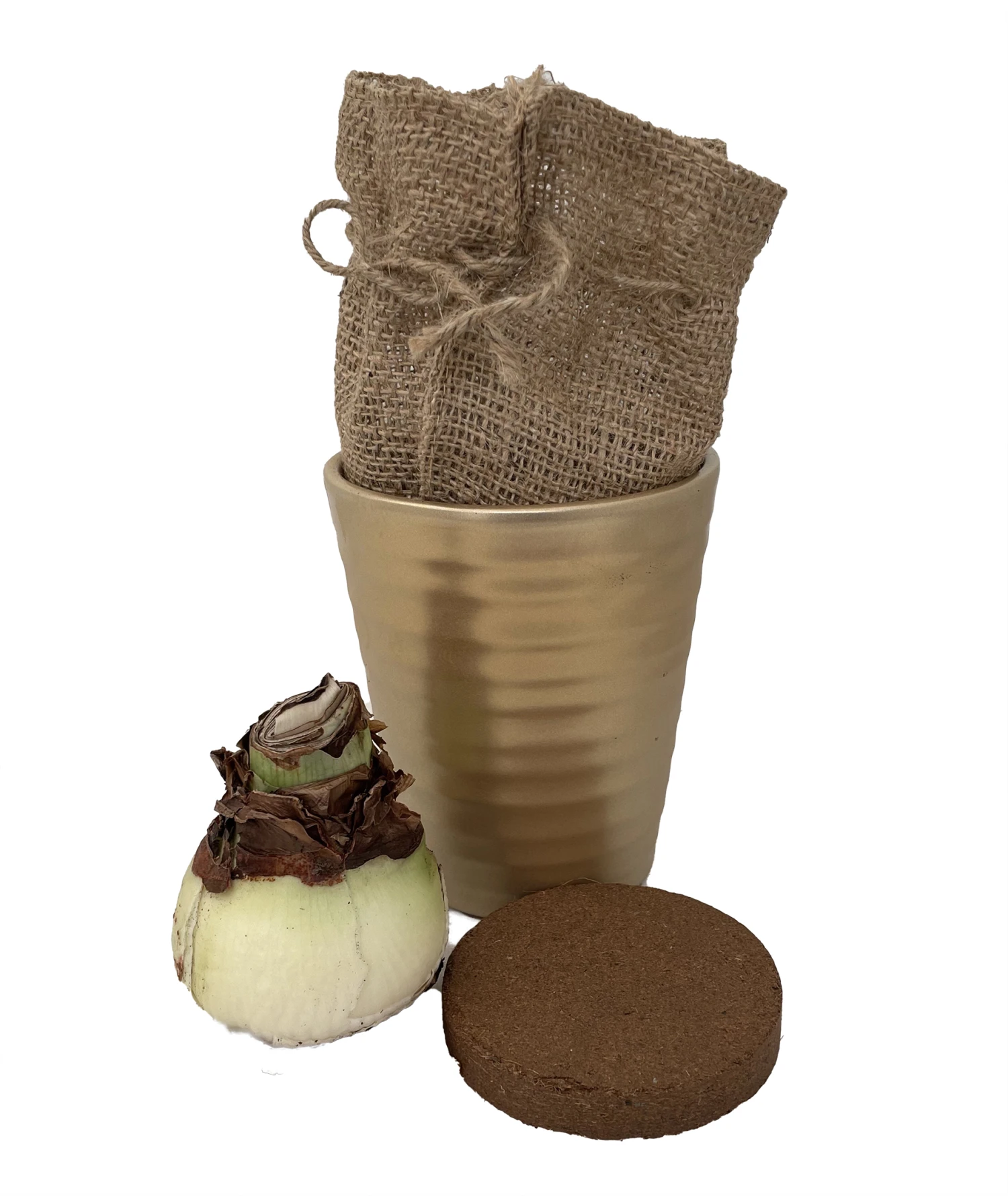 Red Lion Gold Ceramic Amaryllis Kit - Bulb/Ceramic Vase/Planting Medium 3 Red Lion Gold Ceramic Amaryllis Kit - Bulb/Ceramic Vase/Planting Medium - Image 3