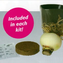 Apple Blossom Bourdeux Ceramic Amaryllis Kit - Bulb/Planting Medium/Soil -Outlet Buds Grow Store amarceramickitcontents 42283.1666283062