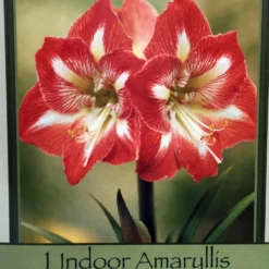 Amaryllis Kit: Minerva + Plastic Pot/Soil/Bulb - Large Bulb 26/28 Cm -Netherland -Outlet Buds Grow Store amarminervakithr1 92867.1666210458