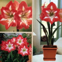 Amaryllis Kit: Minerva + Plastic Pot/Soil/Bulb - Large Bulb 26/28 Cm -Netherland -Outlet Buds Grow Store amarminervakithr3 21952.1666210459