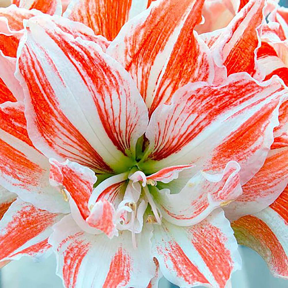 Dancing Queen Double Amaryllis Bulb - Double Flower! 26/28cm Bulb 1 Dancing Queen Double Amaryllis Bulb - Double Flower! 26/28cm Bulb