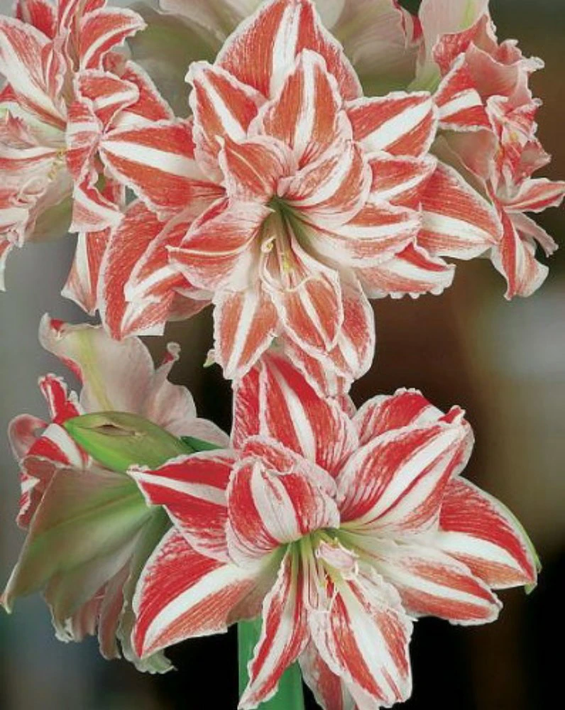 Dancing Queen Double Amaryllis Bulb - Double Flower! 26/28cm Bulb 2 Dancing Queen Double Amaryllis Bulb - Double Flower! 26/28cm Bulb - Image 2