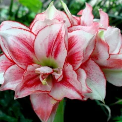 Elvas Double Amaryllis Bulb - Double Flower! - 34/36 Cm Bulb -Outlet Buds Grow Store amarylliselvast 24639.1666384537