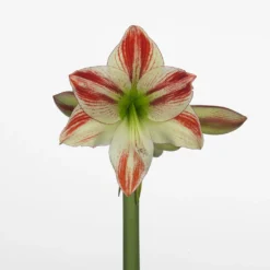 Ambiance Giant Dutch Amaryllis - 32/34 Cm Bulb