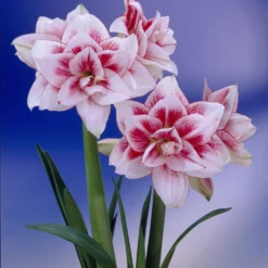 Elvas Double Amaryllis Bulb - Double Flower! - 34/36 Cm Bulb