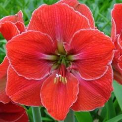 Magic Touch Giant Dutch Amaryllis Bulb - 32/34cm Bulb